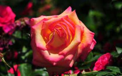 images (7) - FLORI
