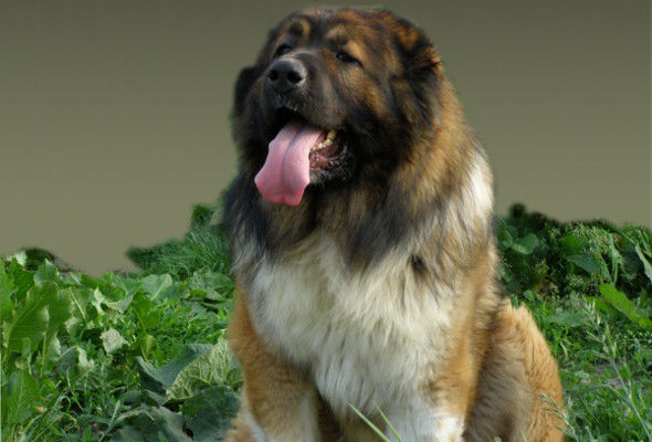 cat1 - Ciobanestii mei