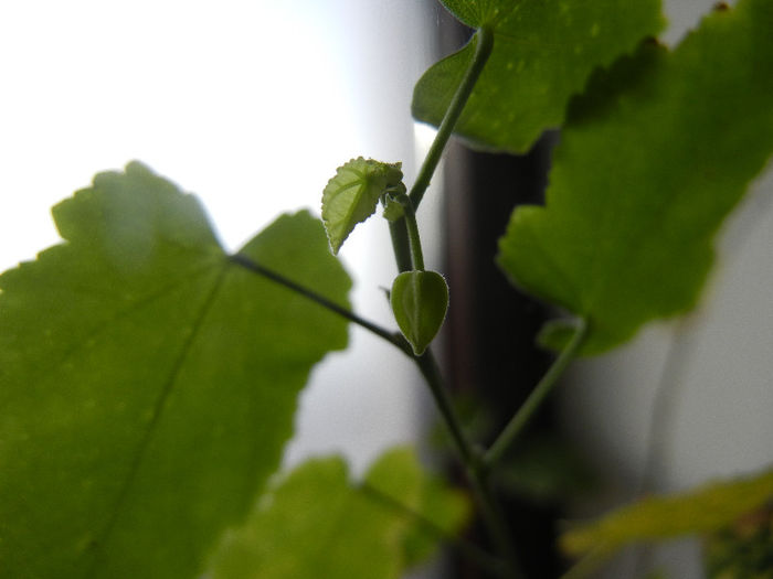 Abutilon megapotamicum (2013, Feb.01)