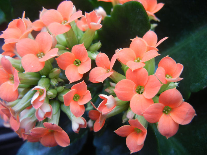 Kalanchoe Orange (2013, February 09) - Kalanchoe Orange