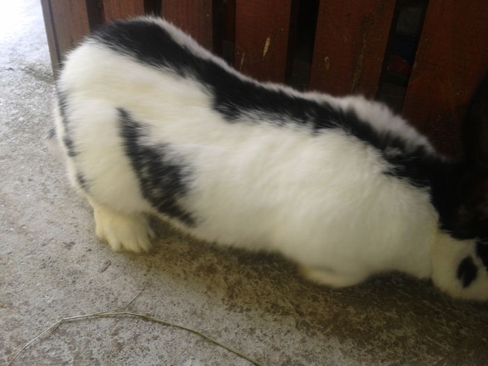 2013-02-10 12.21.56 - Iepuri