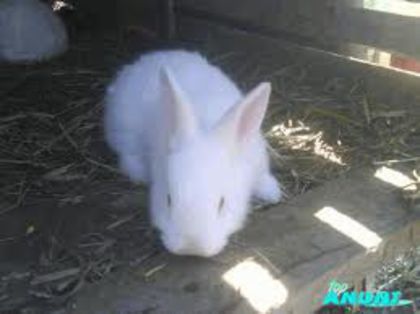 imagesCA416IPW - iepuri albi de vanzare