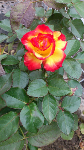trandafir3 - trandafiri