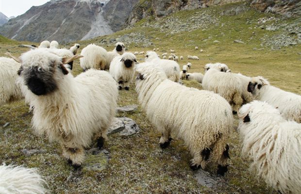  - OI WALLISER SCHWARZNASEN