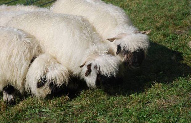  - OI WALLISER SCHWARZNASEN