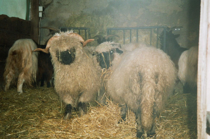  - OI WALLISER SCHWARZNASEN