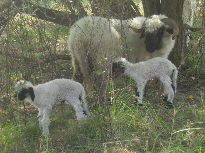  - OI WALLISER SCHWARZNASEN