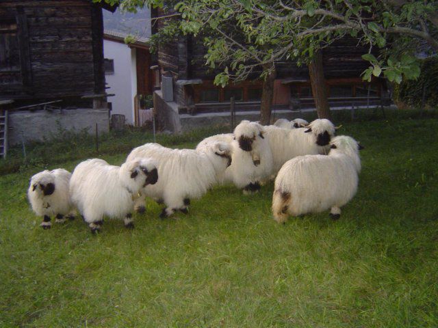  - OI WALLISER SCHWARZNASEN