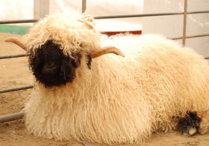  - OI WALLISER SCHWARZNASEN