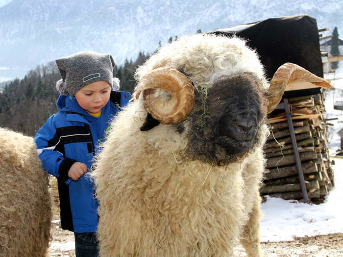 bf - OI WALLISER SCHWARZNASEN