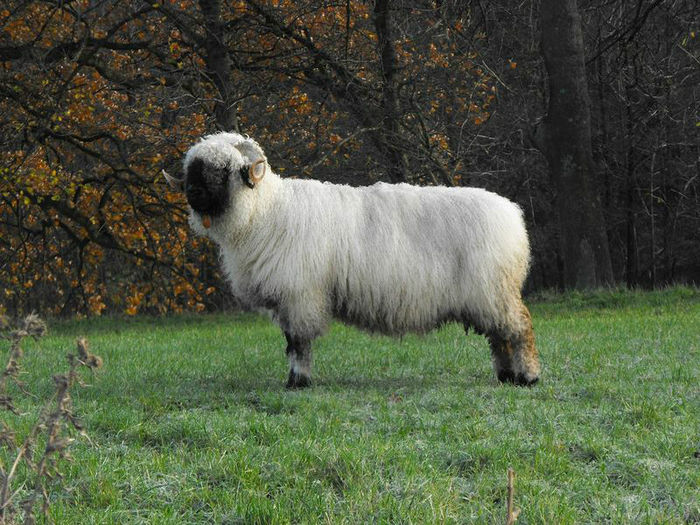  - OI WALLISER SCHWARZNASEN