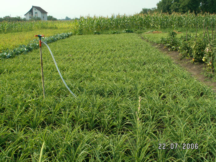 PICT2280 - tuberoze 2006