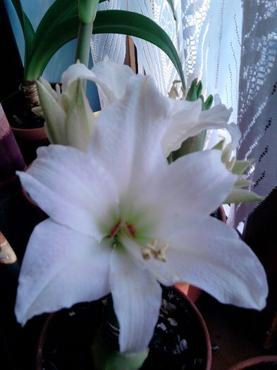 P050213_16.59_[01] - Amaryllis 2013