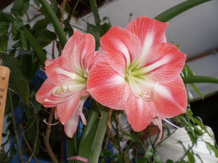 P3270006 - Amaryllis 2013