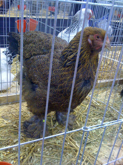  - PAJURA EXPO-2013