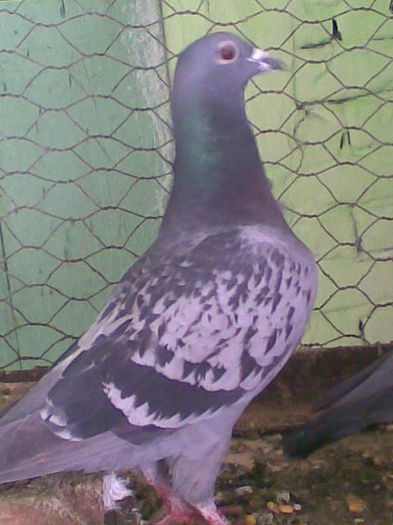 fem 2012 - 6   porumbei mei