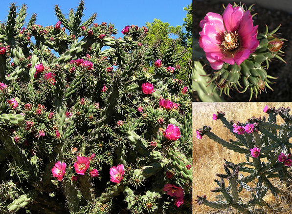 cylindropuntia - flori adevarate - SUCULENTA NECUNOSCUTA