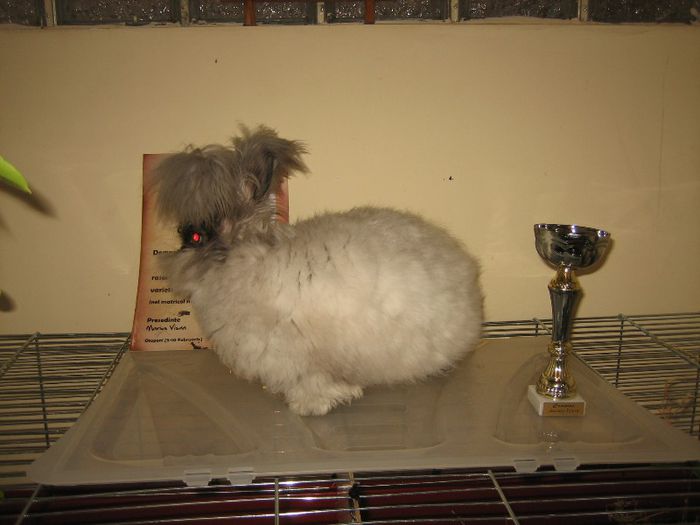 Iepure Angora Englez - Campion