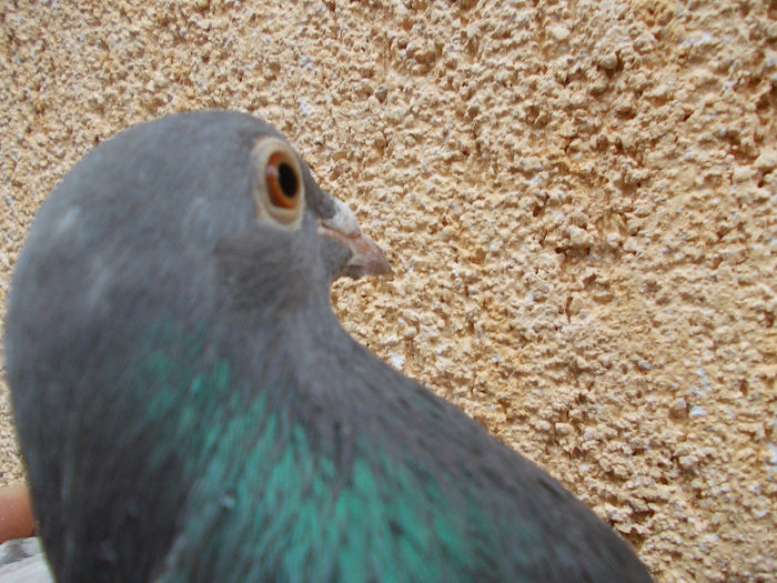 Picture 133 - porumbei voiajor de culoare