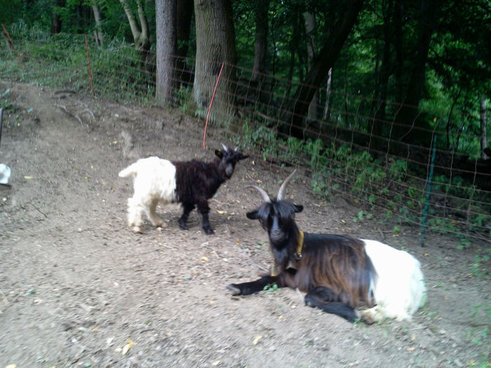 68159919_xl - CAPRE Walliser Schwarzhals