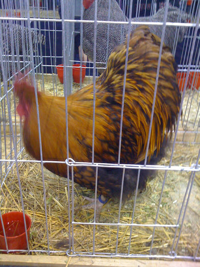  - PAJURA EXPO-2013