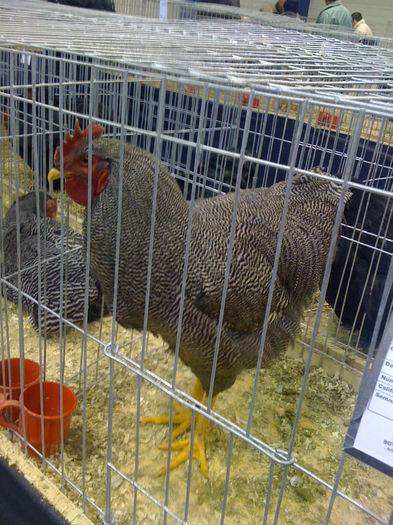  - PAJURA EXPO-2013