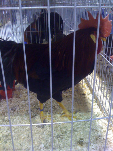  - PAJURA EXPO-2013