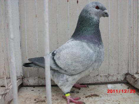 M-2011-5156 ????????