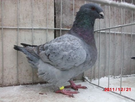 M-2011-14610 BGDAN C