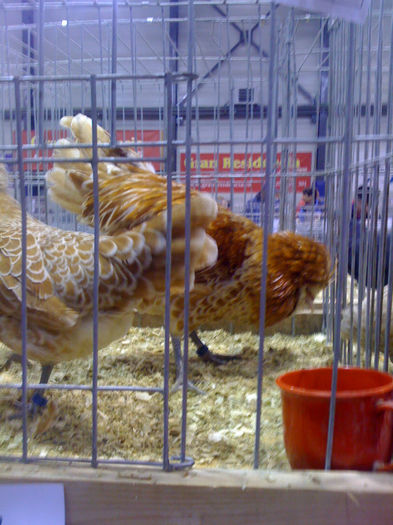  - PAJURA EXPO-2013
