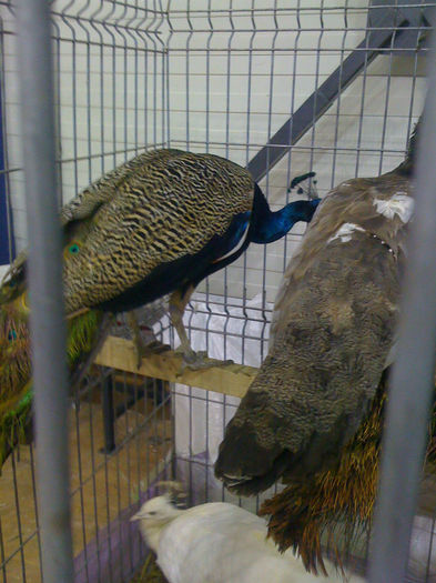  - PAJURA EXPO-2013