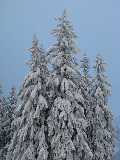 IMG_2287 - Vara - Toamna - Iarna in Transylvania