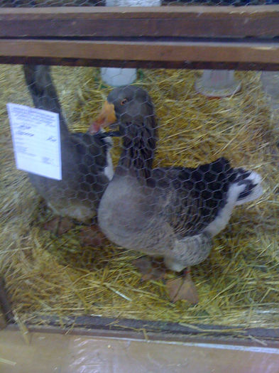  - PAJURA EXPO-2013