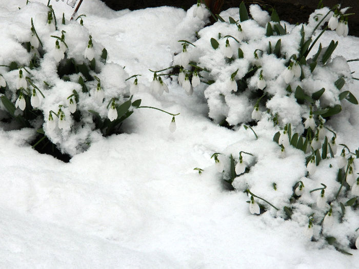 DSCN4845 februarie 10 - GHIOCEI 2012 2013