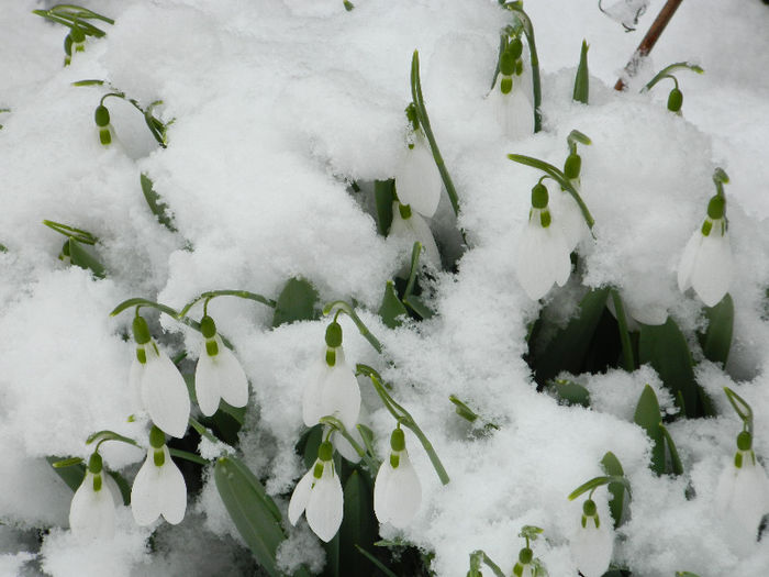 DSCN4846 - GHIOCEI 2012 2013