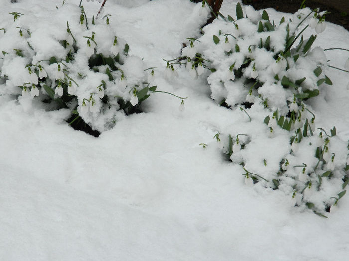 DSCN4847 - GHIOCEI 2012 2013