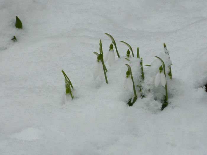 DSCN4848 - GHIOCEI 2012 2013