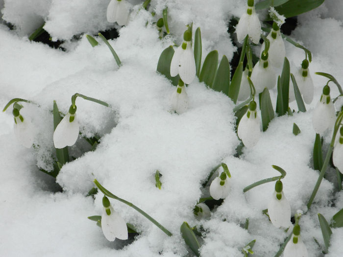 DSCN4879 - GHIOCEI 2012 2013