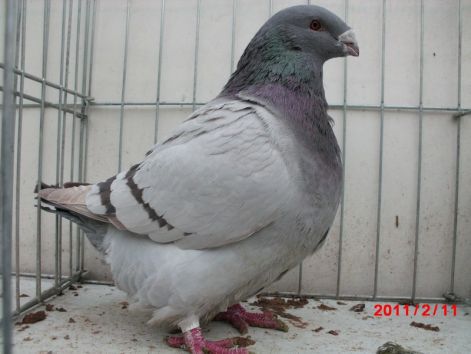 09FEM  1790 NELU BACAU