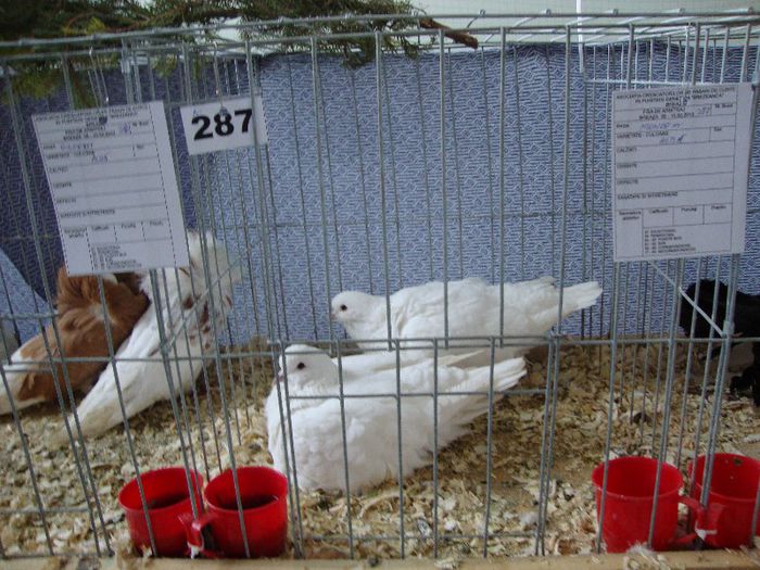 DSC02284 - Breaza 2013 8-10 Februarie