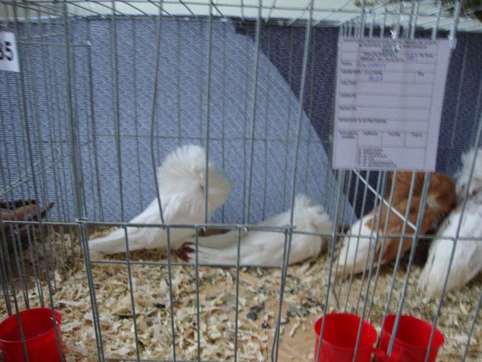 DSC02286 - Breaza 2013 8-10 Februarie