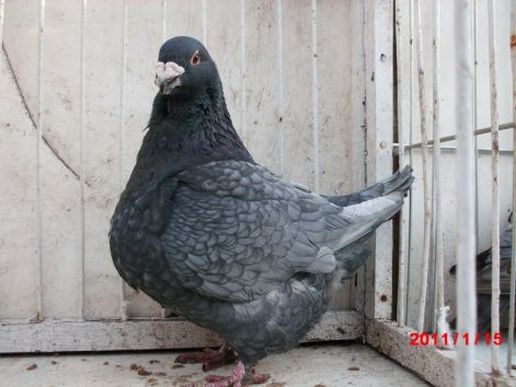 0-1   08   6551 OBREJAN