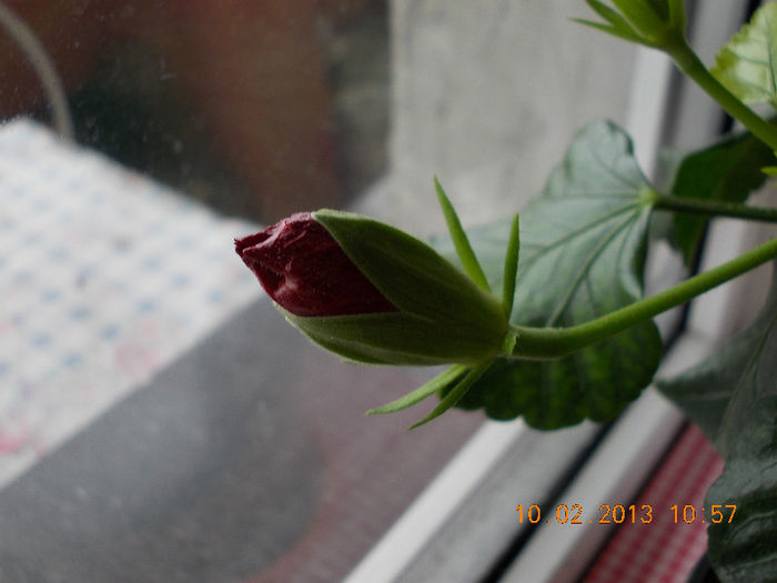 10 febr 2013-flori 008