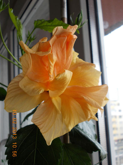 hibi port batut - hibiscus -1