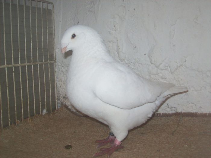 MASC SAFAR  VIND  IT