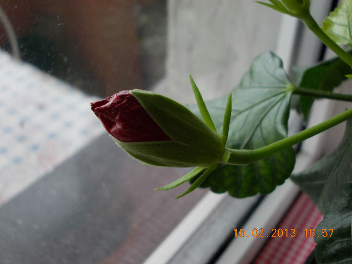 hibi  de la mama - hibiscus -1
