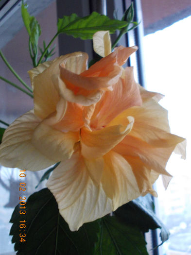10 febr 2013-flori 009 - hibiscus -1