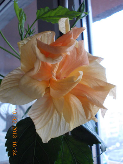 hibi port batut - hibiscus -1
