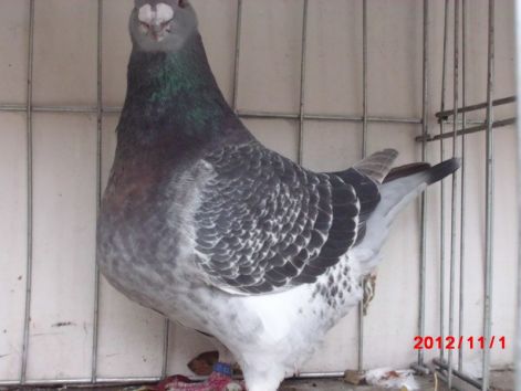 0-1    12    1529 LASZLO