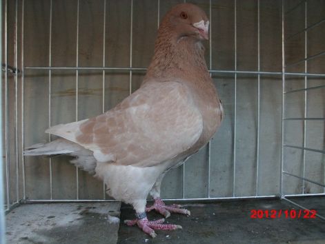 0-1 2010 1931 SM  ISZTVAN